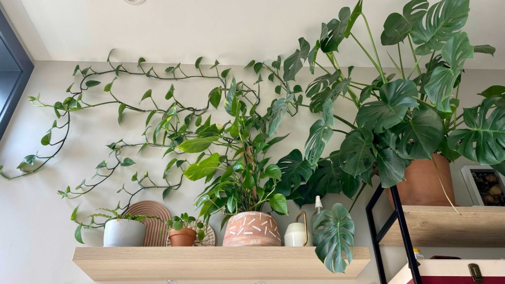 Photograph of plants sprawling across the writer's apartment wall.